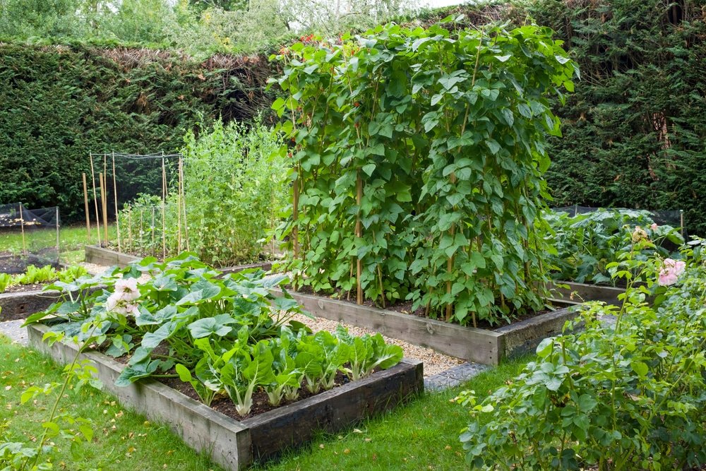 Ruime Engelse tuin met verhoogde moestuinbedden vol verse groenten en kruiden.